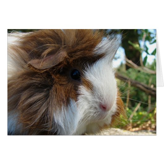 Cochon de Guinée à long terme (Devant horizontal)