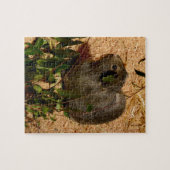 Cochon de Guinée Brown, Puzzle de Jigsaw (Horizontal)