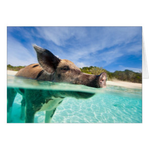 Cochon de natation d'Exuma
