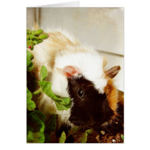 Cochon d'Inde dans les Fleurs
