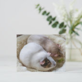 Cochons d'Inde mignons vue carte postale (Debout devant)