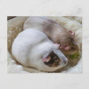 Cochons d'Inde mignons vue carte postale