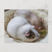 Cochons d'Inde mignons vue carte postale (Devant)