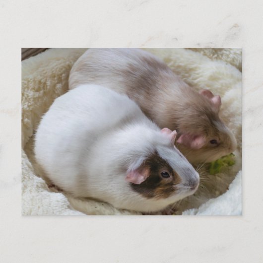 Cochons d'Inde mignons vue carte postale (Devant)