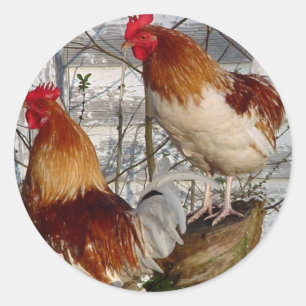 Cock-a-doodle-do Ronde Sticker
