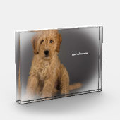 Cockapoo Dog. Fotoblokken (Links)