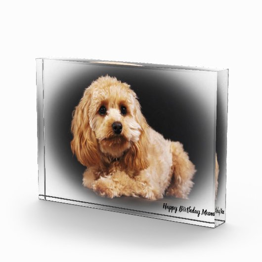 Cockapoo Dog. Fotoblokken (Rechts)