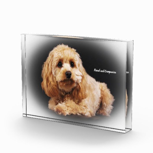 Cockapoo Dog. Fotoblokken (Rechts)