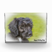 Cockapoo Dog. Fotoblokken (Voorkant)