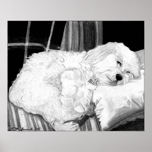 Cockapoo Dog Portret Poster Print (Voorkant)