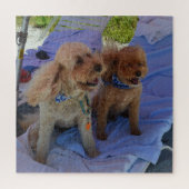 Cockapoo Dogs maakt foto's van elke hartaanval Legpuzzel (Verticaal)