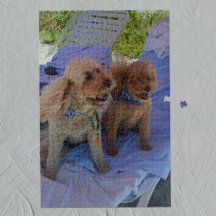 Cockapoo Dogs Tropische Bloedfamilie Vacfoto