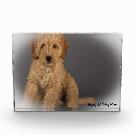 Cockapoo hond. fotoblokken (Voorkant)
