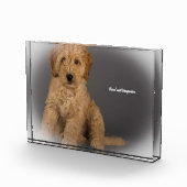 Cockapoo hond. fotoblokken (Rechts)