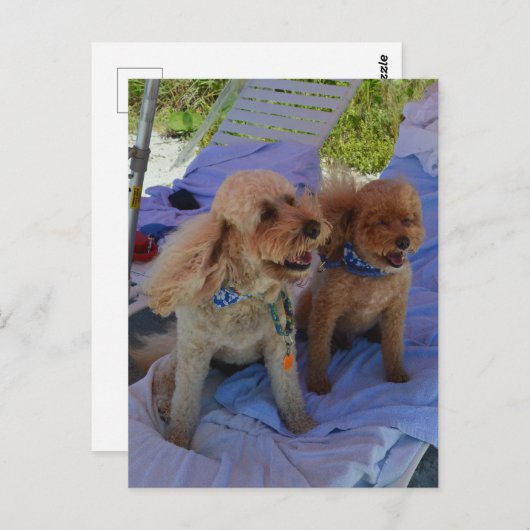 Cockapoo honden genieten van het strand briefkaart (Voorkant / Achterkant)