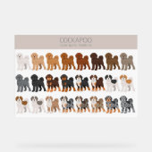 Cockapoo mélange chien (Recto)