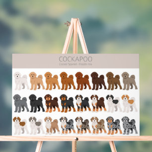 Cockapoo mélange chien