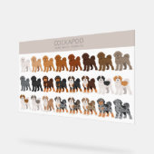 Cockapoo mélange chien (Angle)