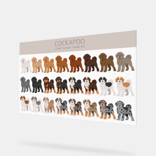 Cockapoo mélange chien (Angle)