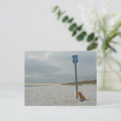 Cockapoo On the Beach, Carte postale (Debout devant)