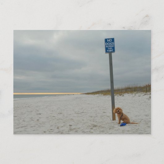 Cockapoo On the Beach, Carte postale (Devant)