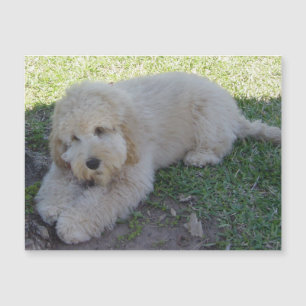 Cockapoo Puppy Hond Cute Dier Huisdieren Leuk Magn