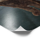 Cockapou au chocolat noir photo #2 (Coin)