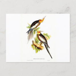 Cockatau Parakeet Briefkaart