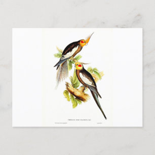 Cockatau Parakeet Briefkaart