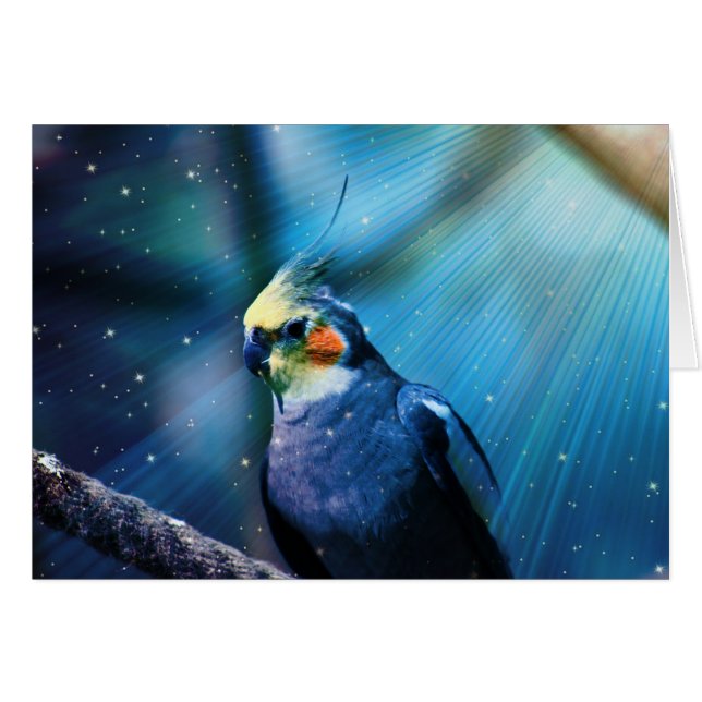 Cockatiel (Devant horizontal)