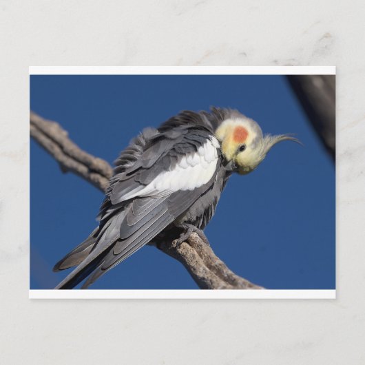 Cockatiel Briefkaart (Voorkant)