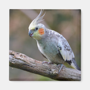 Cockatiel budgerigar met briefkaart T- Magneet