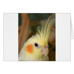 Cockatiel Cutie