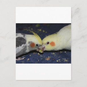 Cockatiel Love Briefkaart