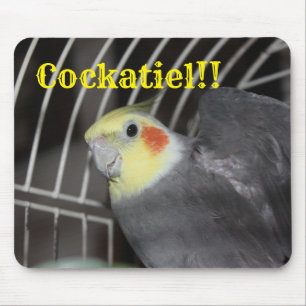 CockatielMUISMAT Muismat
