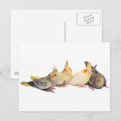 Cockatiels Briefkaart (Voorkant / Achterkant)
