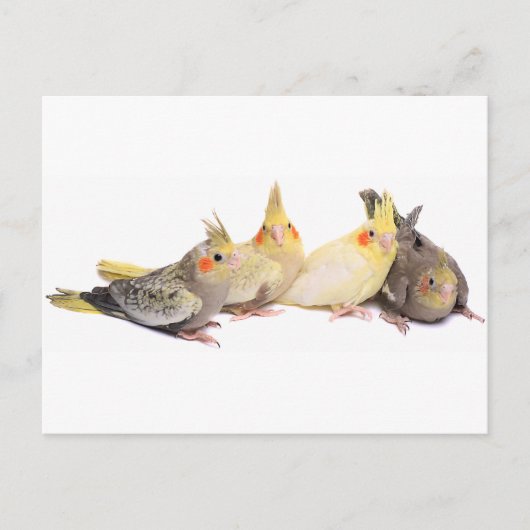Cockatiels Briefkaart (Voorkant)