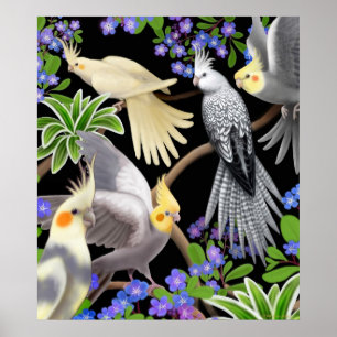 Cockatiels et affiche de myosotis des marais
