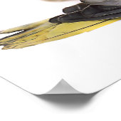 Cockatiels Poster (Hoek)