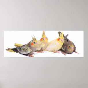 Cockatiels Poster