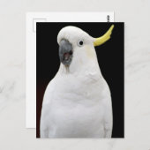 Cockato Briefkaart (Voorkant / Achterkant)