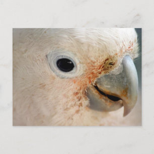 Cockato Briefkaart