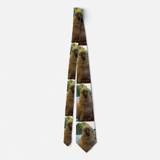 Cockatoo Aussie Blanche, Cravate (Dos)