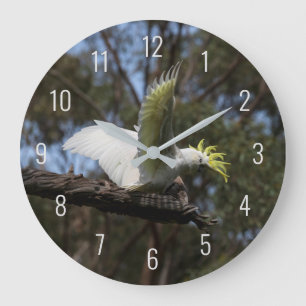 Cockatoo Bird Parrot Fly Wings Avian Australia Grote Klok