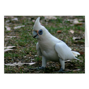 Cockatoo bleu