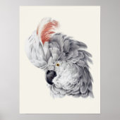 Cockatoo Head Witte ara papegaai Aert Schouman Poster (Voorkant)