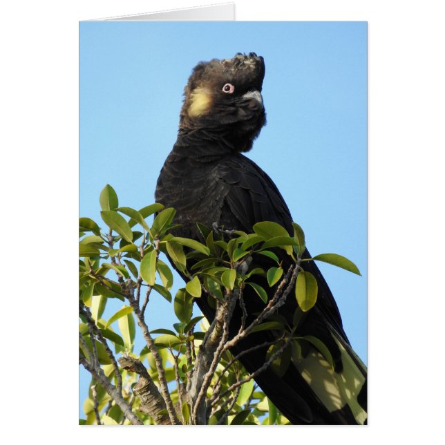Cockatoo noir à queue jaune (Devant)