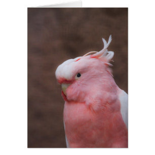 Cockatoo rose