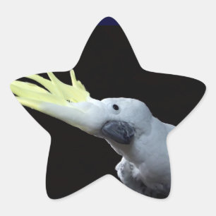 Cockatoo Ster Sticker