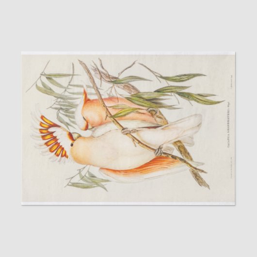 Cockatoo Tissuepapier (Voorkant)